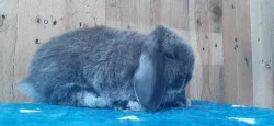 Vzácná Samička Zakrslý Beránek Minilop Hnědá Kuní!